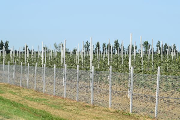 Orchard Fence Building