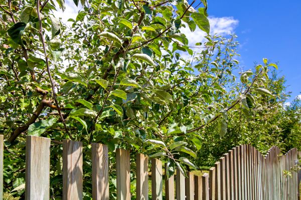 Apple Tree Fence Installation